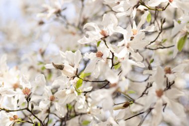 Manolya çiçeklerinin ayrıntılı görüntüsü ve ağaç dalları üzerinde tomurcuklar yumuşak gün ışığıyla barışçıl ve nazik bir hava yaratıyor. Çekim, beyaz yaprakların zarafetini ve tomurcuklanma vaadini yakalar.