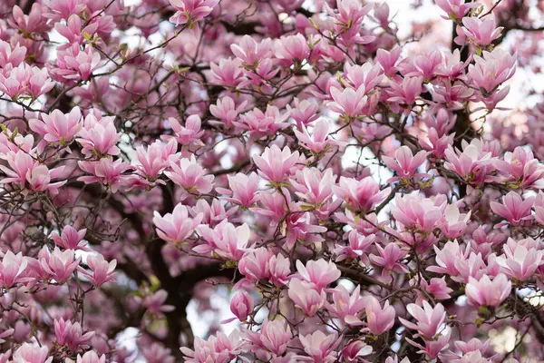 Çiçek açan pembe manolya çiçeklerinden oluşan yoğun bir gölgelik çerçeveyi doldurur, ilkbaharın güzelliğini gözler önüne serer.