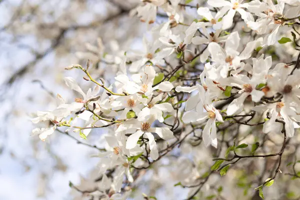 Ilık bahar güneşiyle aydınlatılan bir ağaç dalında çiçek açan beyaz manolya çiçeklerine yakın çekim. Yumuşak odaklı arka plan rüya gibi bir atmosfer yaratıyor, doğanın güzelliğini tam çiçeklenme haliyle vurguluyor..