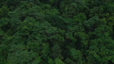 Filipinler 'deki gizemli bir ormanın havadan görünüşü. Yüksek kalite 4k görüntü