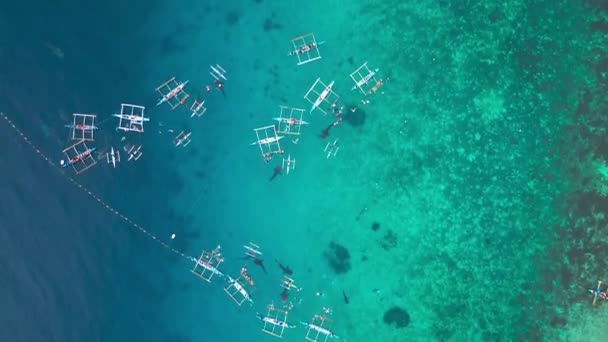 Veduta Aerea Dello Squalo Balena Oslob Cebu Filmati Alta Qualità — Video Stock