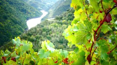 Ribeira Sacra 'daki üzüm bitkisi..
