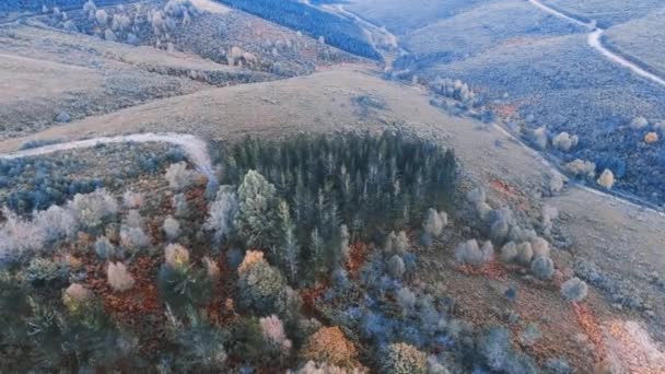 Vista Aérea Com Drone Voando Sobre Uma Floresta Com Pinheiros — Vídeo de Stock