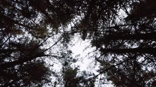 Pemandangan Indah Dari Hutan — Stok Video