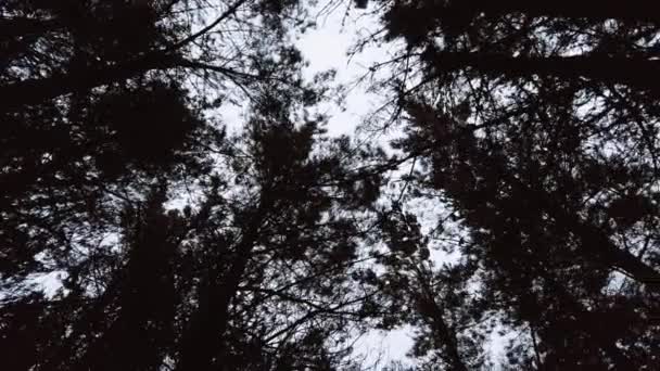 Vacker Skog Morgonen — Stockvideo