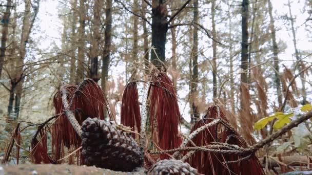 带着雨滴的冬季视频剪辑森林 — 图库视频影像