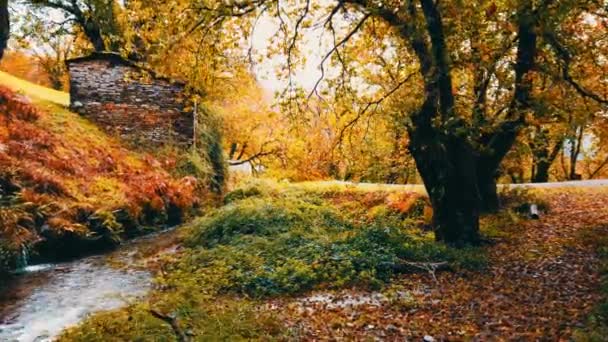 电影自然录像拍摄了一个有着几百年历史的森林 树叶飘落在森林中央 旁边是一座小河旁的老房子 — 图库视频影像