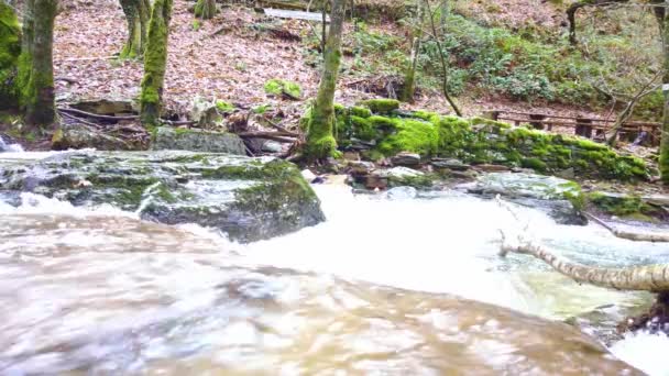 Маленька Річка Посеред Природи Знімалася Повільному Русі Вода Тече Через — стокове відео