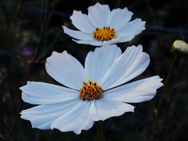 Bahçedeki güzel beyaz kozmos çiçekleri