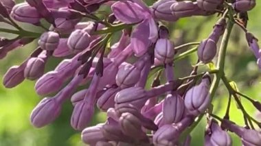 Doğada mor çiçekler, flora, rüzgarlı bir günde güneş ışığında açan leylak çiçekleri.