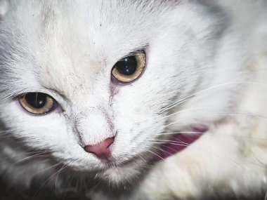 Beyaz bir kediye yaklaş.