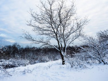 Kış manzarası, ön planda karlı bir ağaç, güzel bir manzara, kış, kar, doğa