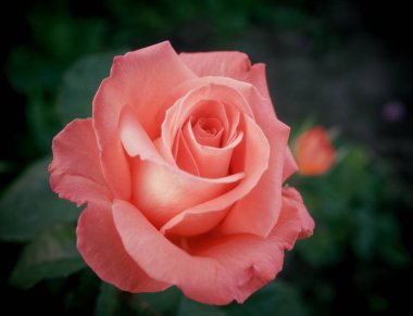 Yeşil arkaplanı olan kırmızı bir gülü kapat