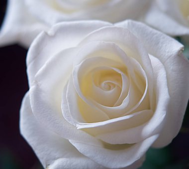 Bahçedeki beyaz bir gülün makro görüntüsü