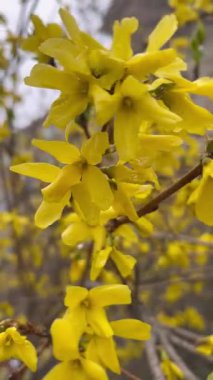 Sarı çiçekler, forsythia, bahar çiçeği, güzel botanik videosu, doğal duvar kağıdı.