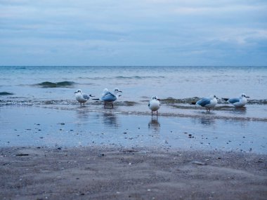 hayvan, arka plan, sahil, güzel, kuş, kuşlar, mavi, sahil, kıyı şeridi, akşam, ufuk, manzara, doğal, doğa, okyanus, açık hava, kum, deniz, martı, deniz, kıyı, kıyı, gökyüzü, yaz, güneş, günbatımı, seyahat, tatil, manzara, su, dalga