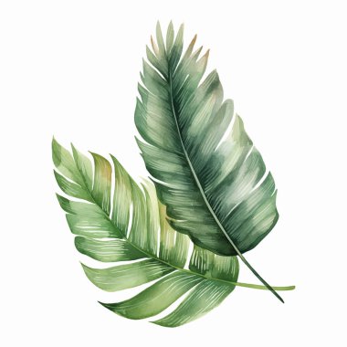 Suluboya tropikal yaprak. Vektör yaprağı. Egzotik yapraklar, yabani çiçekler.. 