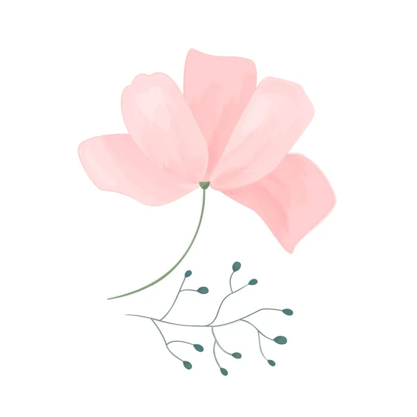 Pembe Kozmos Çiçeğinin Tasviri Beyaz Arkaplanda Dalları Olan Yumuşak Bir — Stok Vektör
