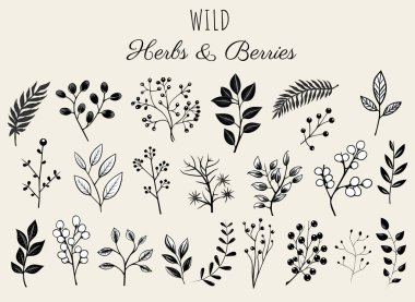 Çiçek seti, yabani otlar ve böğürtlen. Tek renkli botanik illüstrasyon. El çizimi izole bitkiler.