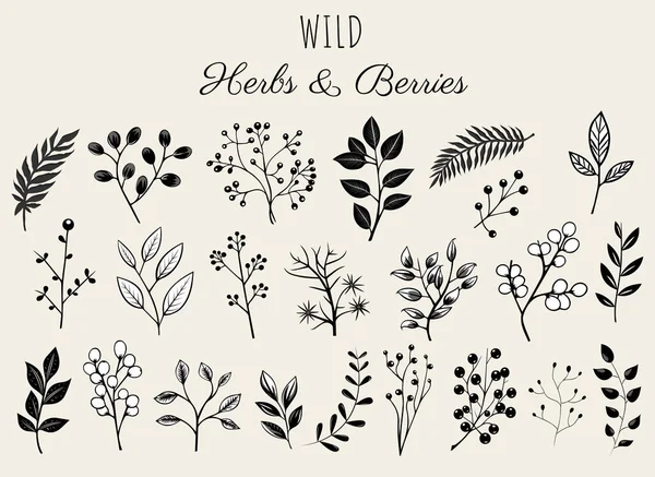 Çiçek seti, yabani otlar ve böğürtlen. Tek renkli botanik illüstrasyon. El çizimi izole bitkiler.