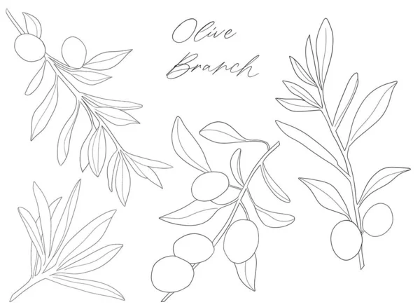 Set of sketch olive branch with leaves. Monochrome outline olive branches