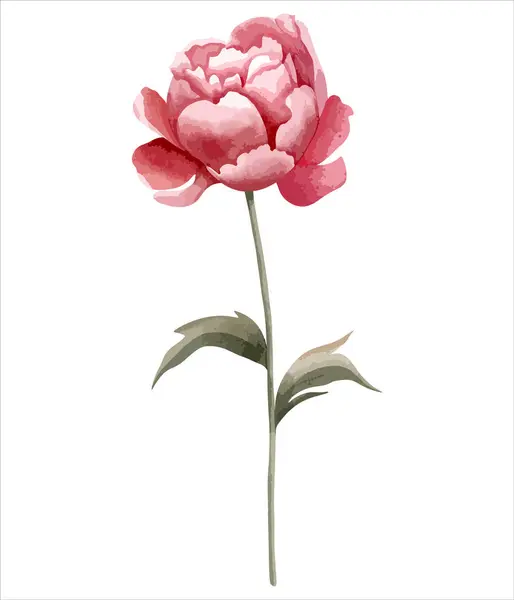 Akwarelowy Kwiat Piwonii Botaniczna Izolowana Ilustracja Ręcznie Malowany Element Kwiatowy — Wektor stockowy