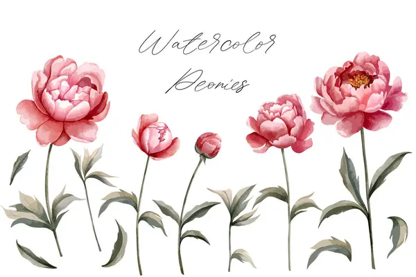 Uppsättning Akvarell Pioner Blommor Pion Isolerad Illustration Handmålade Blommiga Element — Stock vektor