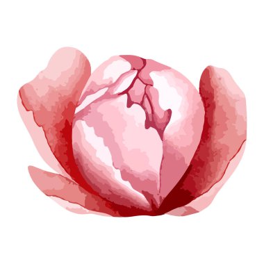 Çiçek tasarımı için suluboya şakayık kafa. Çiçek, dostum. Vektör suluboya şakayıklar