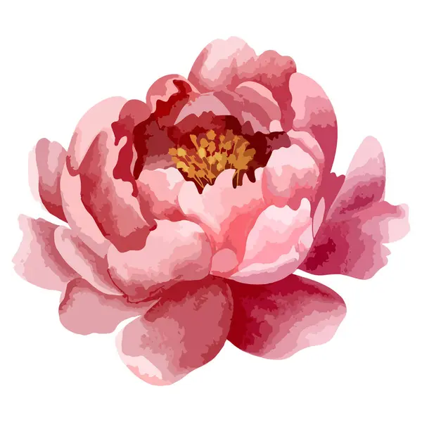 Watercolor Peony Head Floral Design Flower Bud Vector Watercolor Peonies — Stock Vector