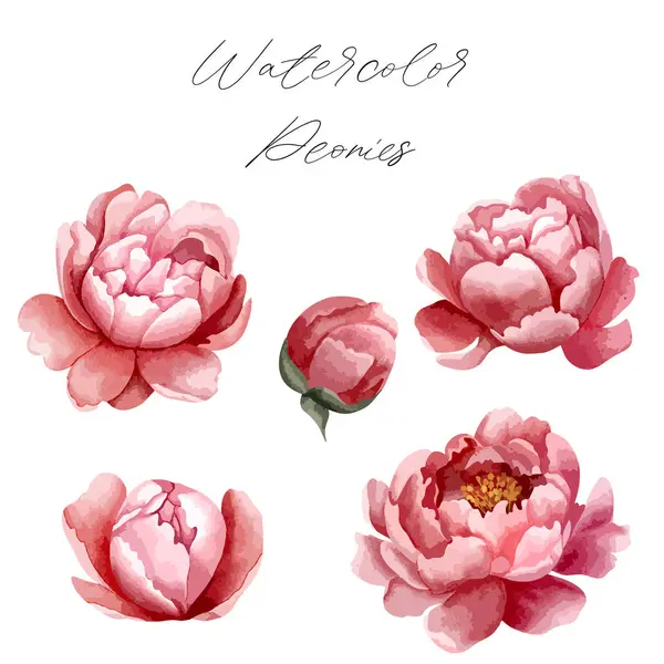 Uppsättning Akvarell Pioner För Blommig Design Blommor Knoppar Stjälkar Och — Stock vektor