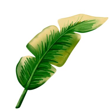 Suluboya tropikal yaprak. Egzotik yapraklar. Çiçek çizimi. Suluboya ormanı