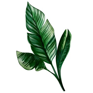 Suluboya tropikal yaprak. Egzotik yapraklar. Çiçek çizimi. Suluboya ormanı