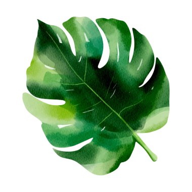 Suluboya tropikal yaprak. Egzotik yapraklar. Çiçek çizimi. Suluboya ormanı