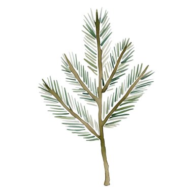 Çam ağacı köknar dallı el çizimi. Yeşil ladin dalı. 