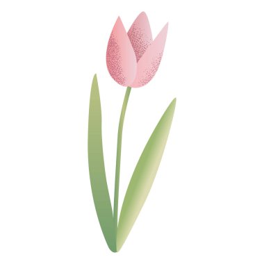 Nazik el çizimi lale. Suluboya stilinde bahar çiçeği. 