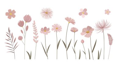 Altın merkezli yumuşak pembe çiçekler. Tebrik kartları için çayır botanik seti. Pastel renginde narin çiçekler..