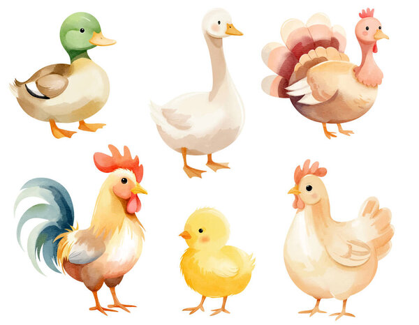 Hand drawn farm birds. Watercolor domestic birds. Goose, duck, rooster, hen, chicken, turkey.