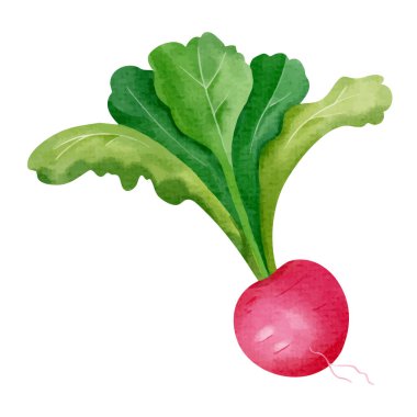 Suluboya turp. El yapımı sebze. Sağlıklı vejetaryen yemekleri.