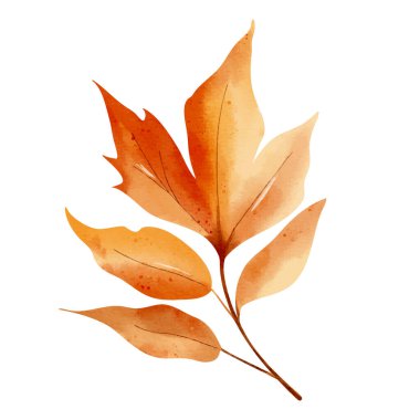 Suluboya ile tek bir sonbahar yaprağı. Yazdırma ve dijital kullanım için izole edilmiş el çizimi sonbahar yeşilliği çizimi