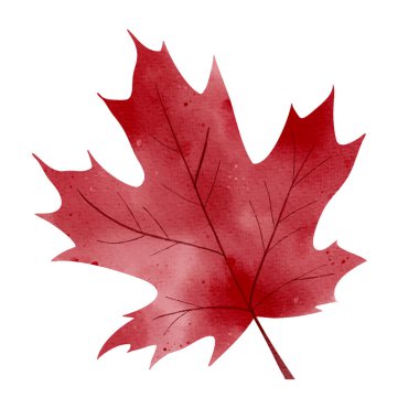 Suluboya ile tek sonbahar kırmızı yaprağı. Yazdırma ve dijital kullanım için izole edilmiş el çizimi sonbahar yeşilliği çizimi