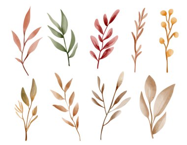 Sonbahar bitkileri suluboya. Elle boyanmış sonbahar botanik elementleri mevsimsel tasarım için