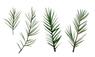 Suluboya çam dalları kuruldu. Kış ve tatil tasarımları için el yapımı yeşillik. Doğal ve zarif bir tarz..