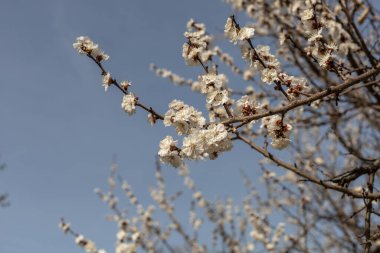 Güzel bahar çiçekli kiraz ağacı (sakura). Ekran koruyucu veya web sitesi için bulanık arkaplan içeren sığ alan derinliği