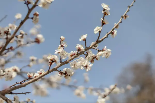 Sakura 보호기 사이트에 배경으로 필드의 깊이를 — 스톡 사진