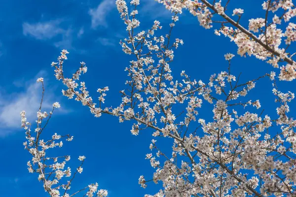 Sakura 보호기 사이트에 배경으로 필드의 깊이를 — 스톡 사진