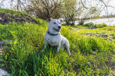 Vahşi doğada köpek yetiştiricisi Jack Russell Terrier