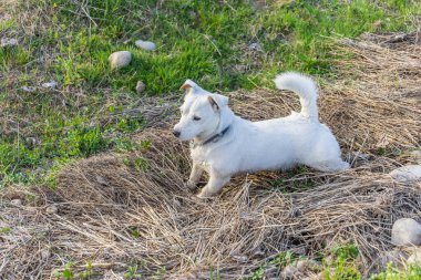 Vahşi doğada köpek yetiştiricisi Jack Russell Terrier