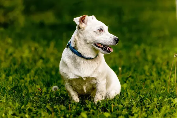 Pet Dog Walks Outdoors Purebred Breed Jack Russell Terrier Male — Stock Photo, Image