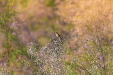 Vahşi doğada Avrupa taş başlıklı kuş (Saxicola rubicola)