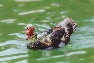 Kuş - Muscovy Duck (Cairina moschata)